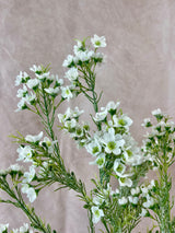 Snowed White Waxflower Spray