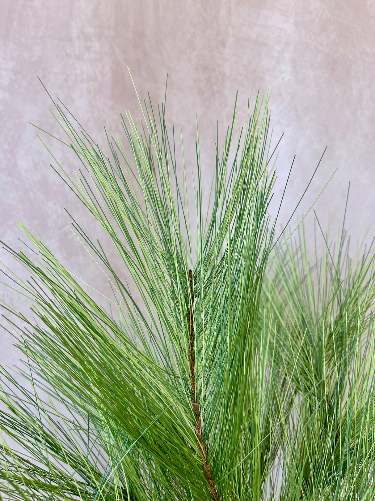 Long Needle Pine Spray