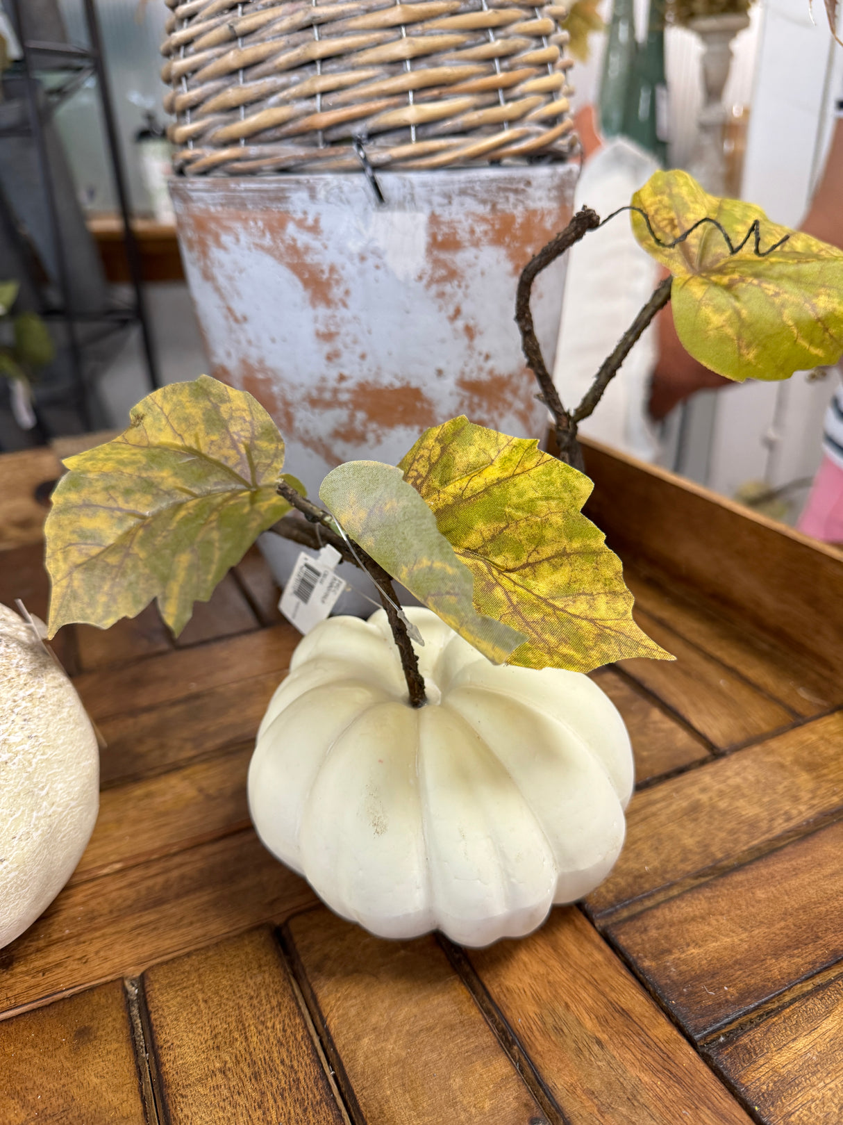 Still Growing Pumpkin Vine Stem