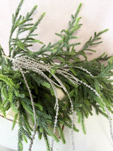 Platinum Senecio Hanging Vine