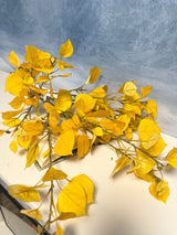 Aspen Leaf Branch