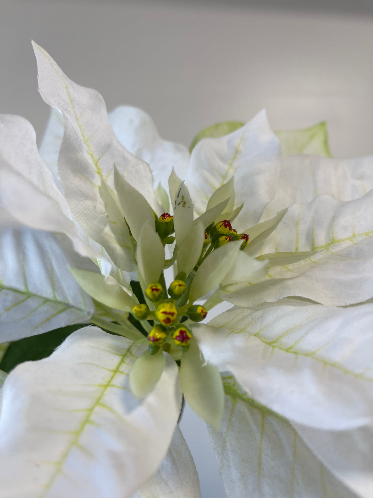 Winter White Poinsettia Spray