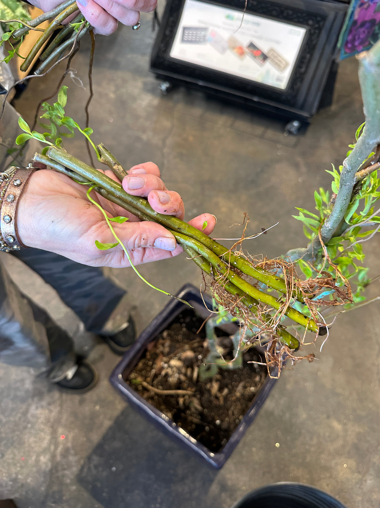 Real Rooted Curly Willow Starts