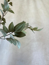 Dusty Ruscus Leaf Spray