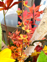 41" Autumn In Nebraska Porch Pot