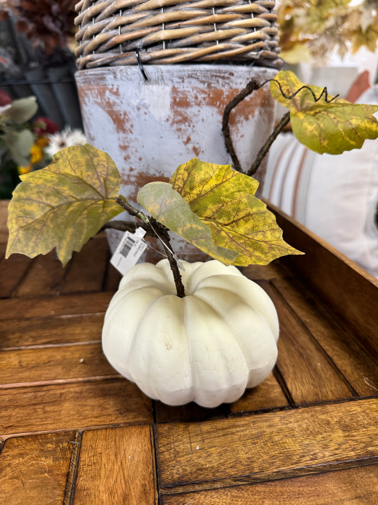 Still Growing Pumpkin Vine Stem