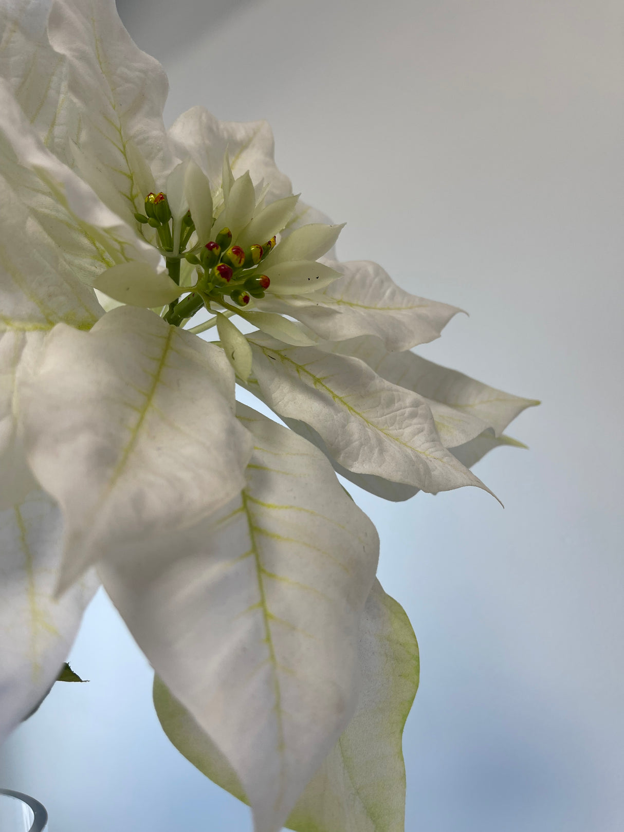 Winter White Poinsettia Spray