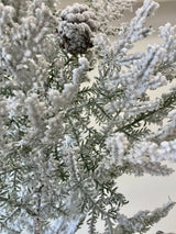 Snowy Hemingway Fir Spray