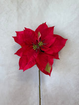 Timeless Red Poinsettia