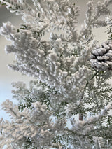 Snowy Hemingway Fir Spray