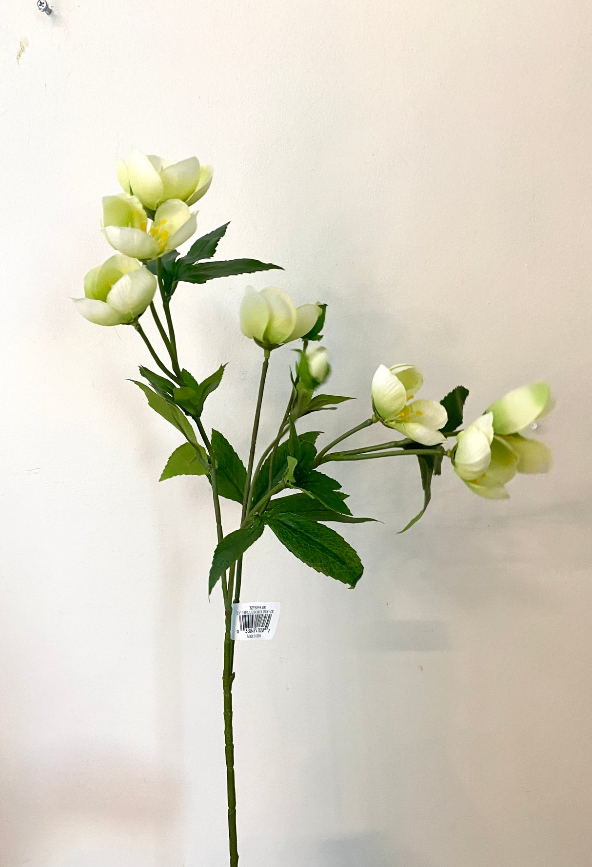 Green  Helleborus Spray