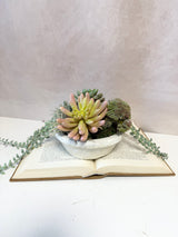 8" Suzie Succulent Centerpiece