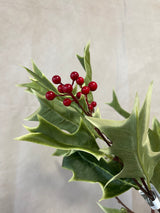 Advent Holly Spray