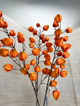Jumbo Lantern Fruit Spray