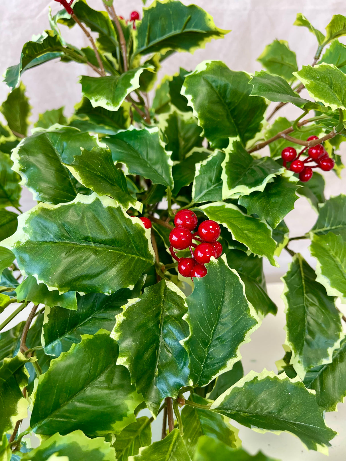 Holly Berry Bush