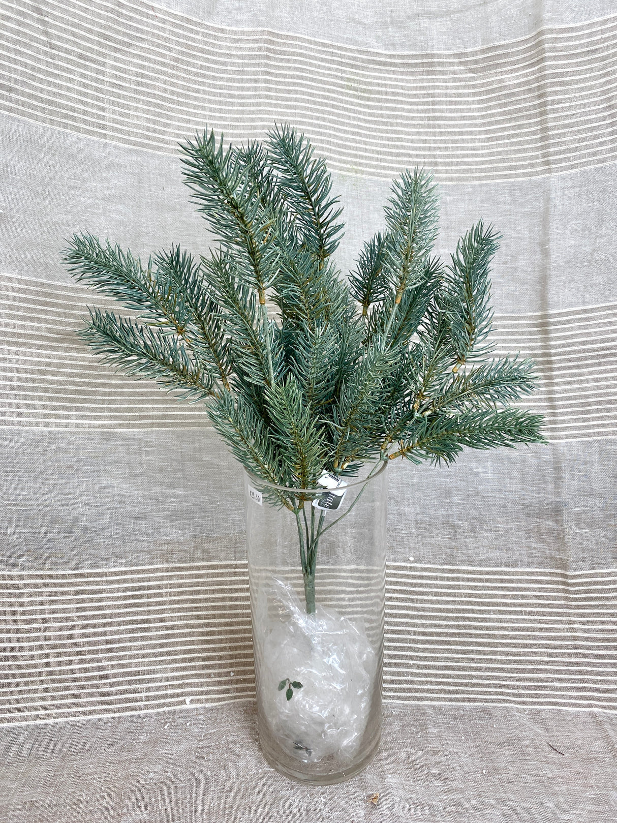 Blue Green Round Tip Pine Bush