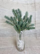 Blue Green Round Tip Pine Bush