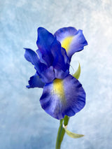 Dutch Iris Stem