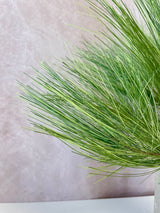 Long Needle Pine Spray