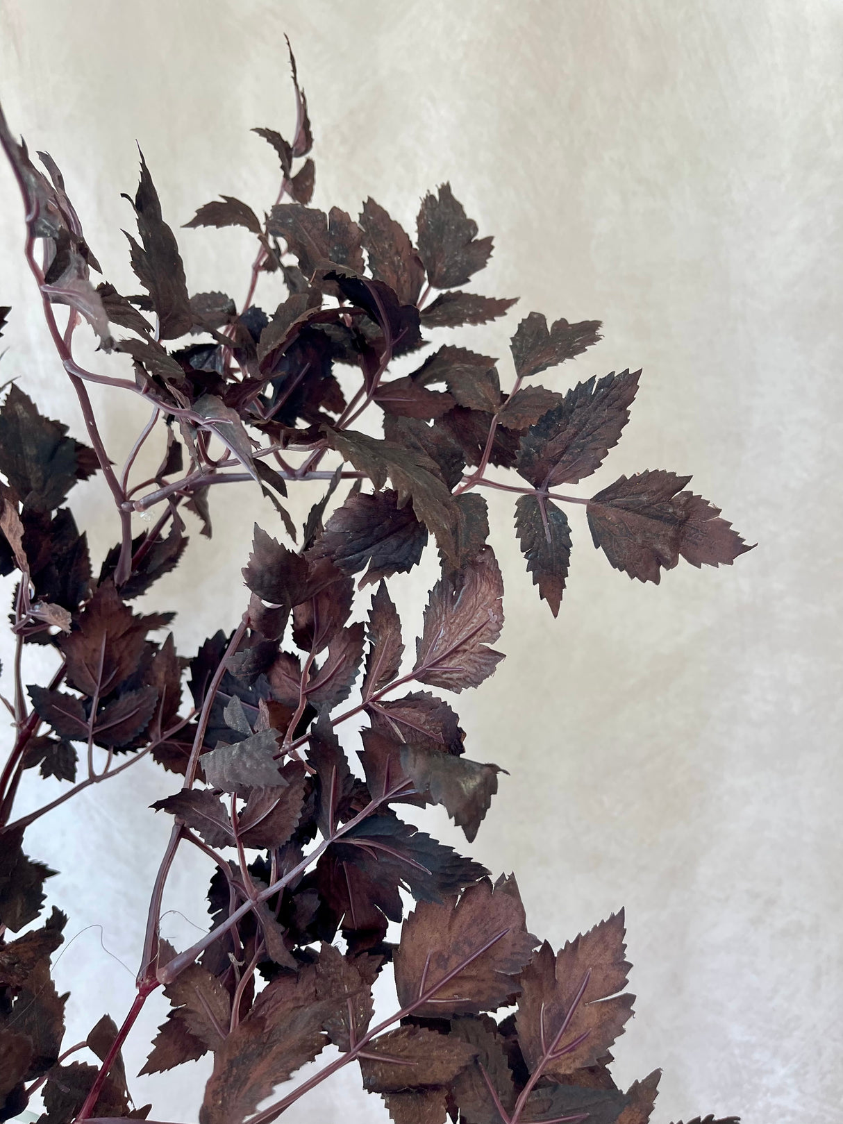Cimicifuga Ramosa Leaf Spray