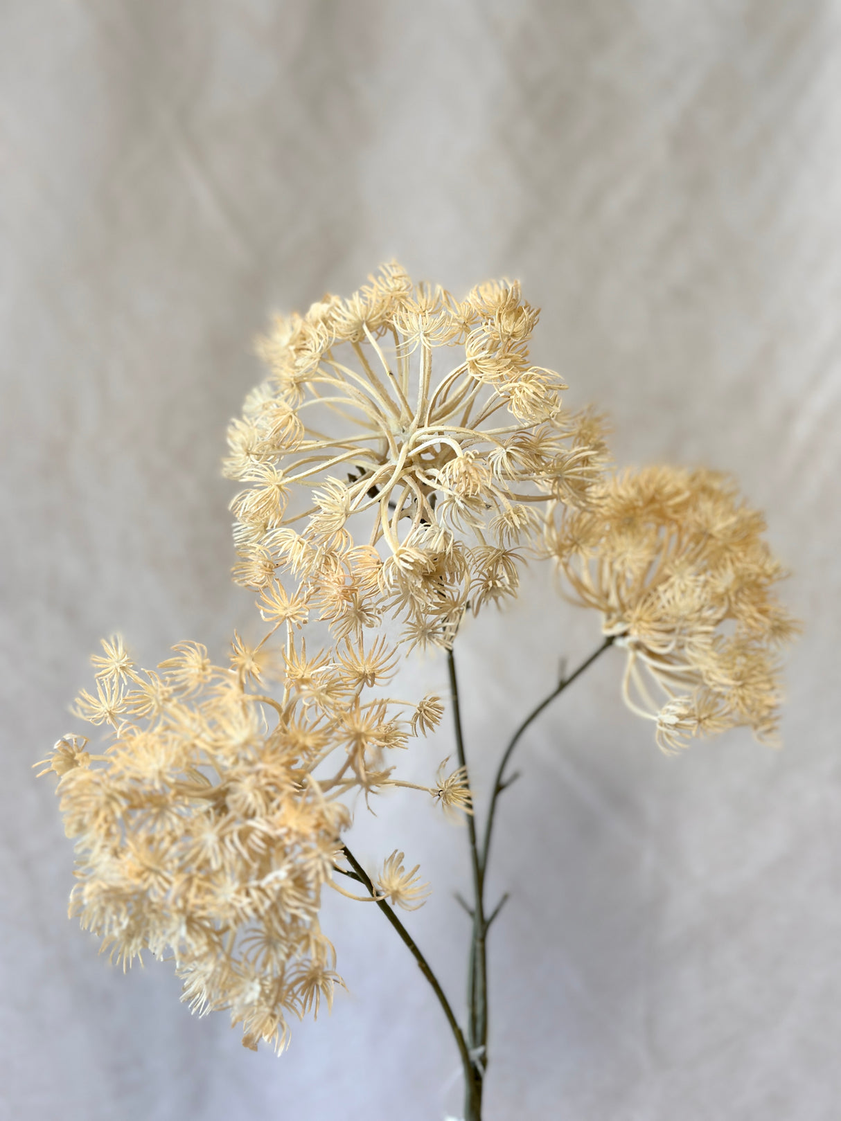 Autumn Queen Anne's Lace Spray