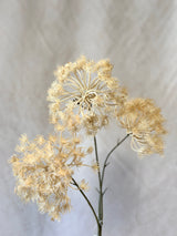 Autumn Queen Anne's Lace Spray