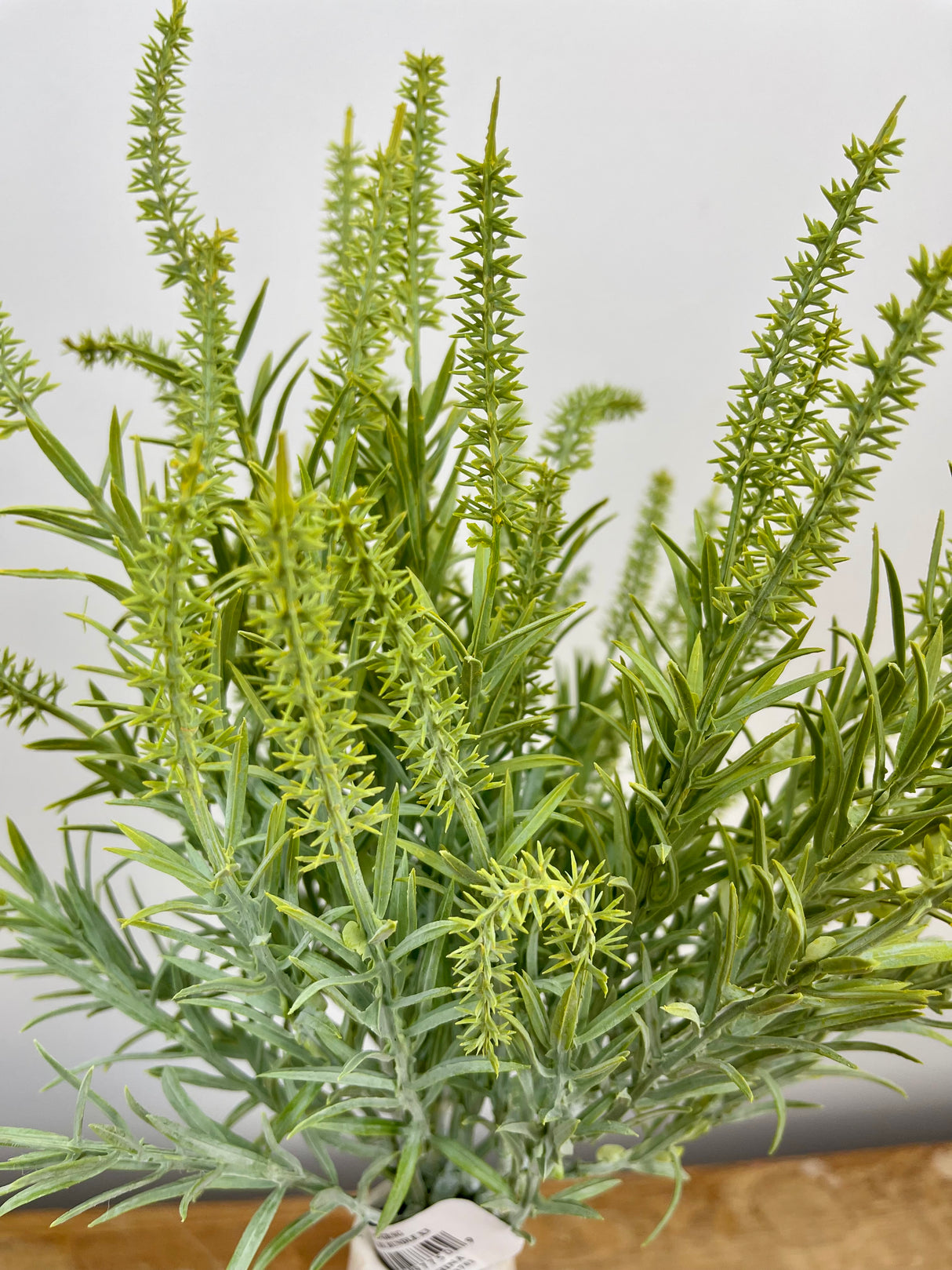 Sage Astilbe Bundle