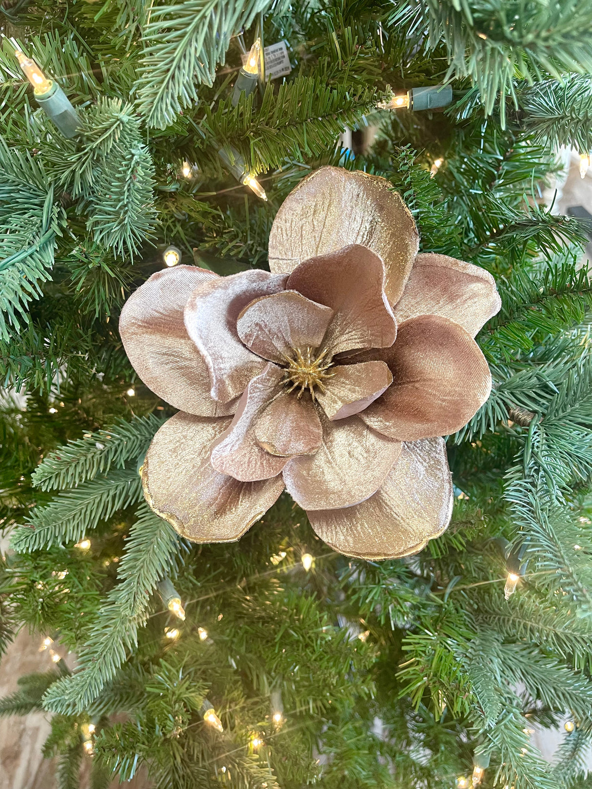 Velvet Magnolia With Gold Edge