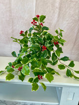 Holly Berry Bush