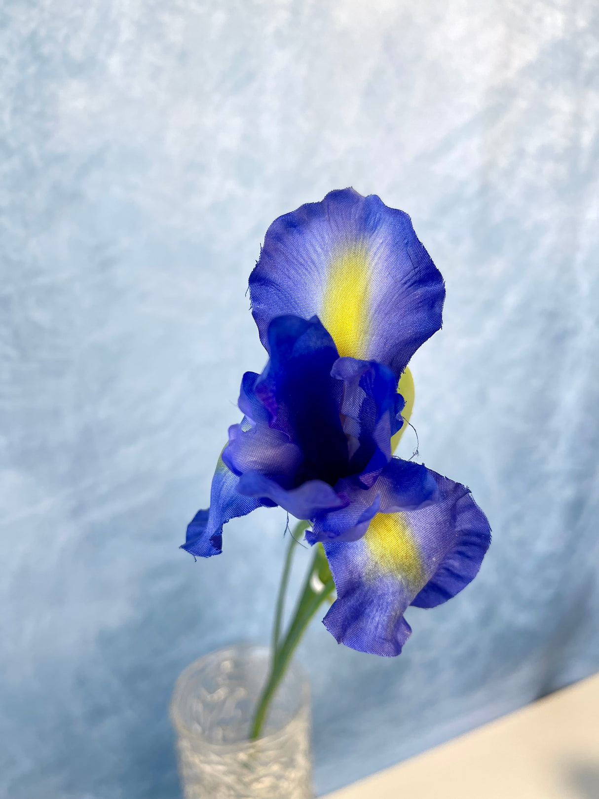 Dutch Iris Stem