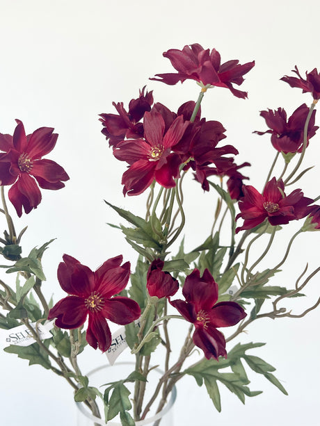 Burgundy Mini Cosmos Spray