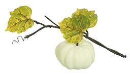 Still Growing Pumpkin Vine Stem