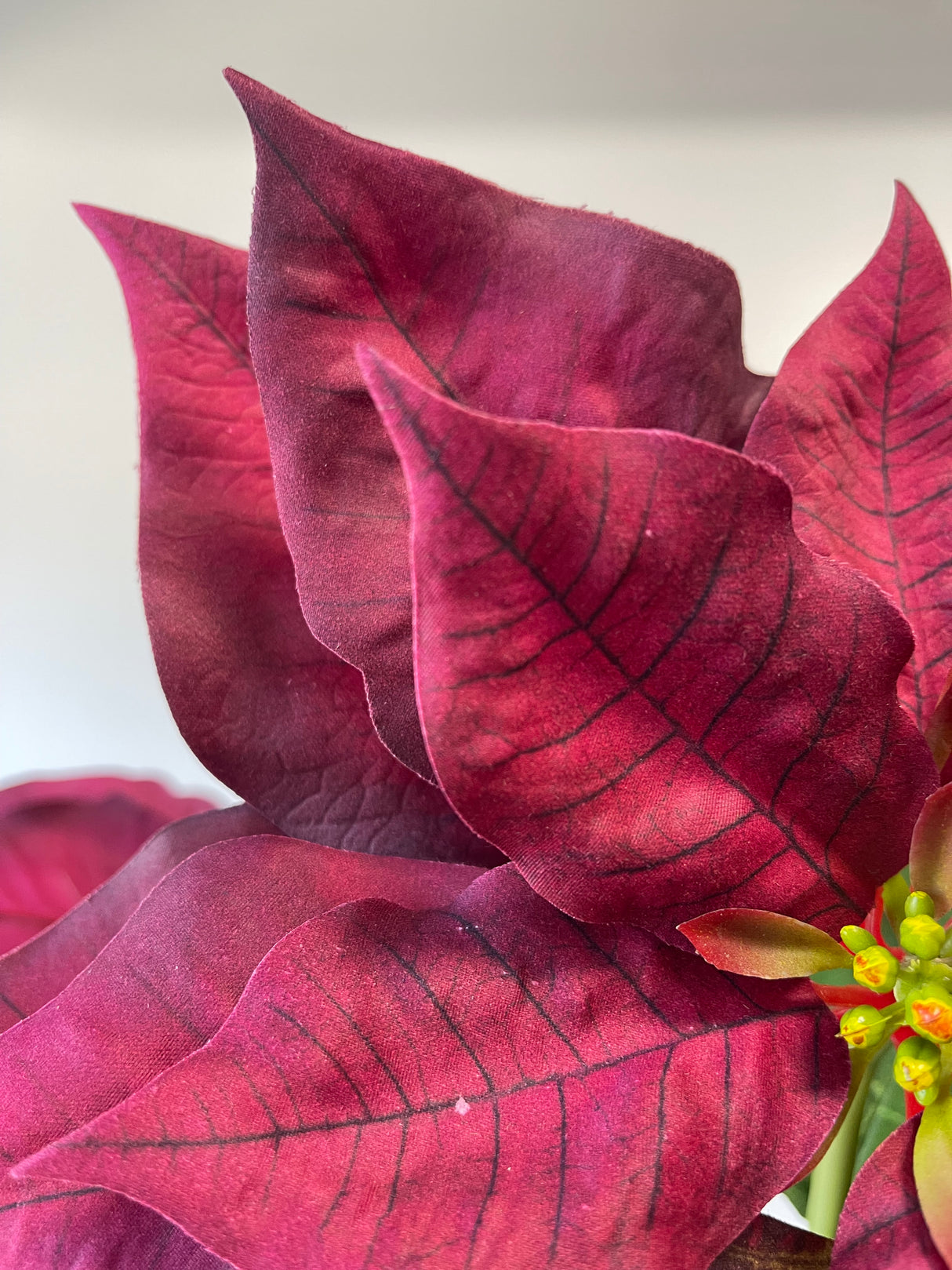 Burgundy Poinsettia Spray