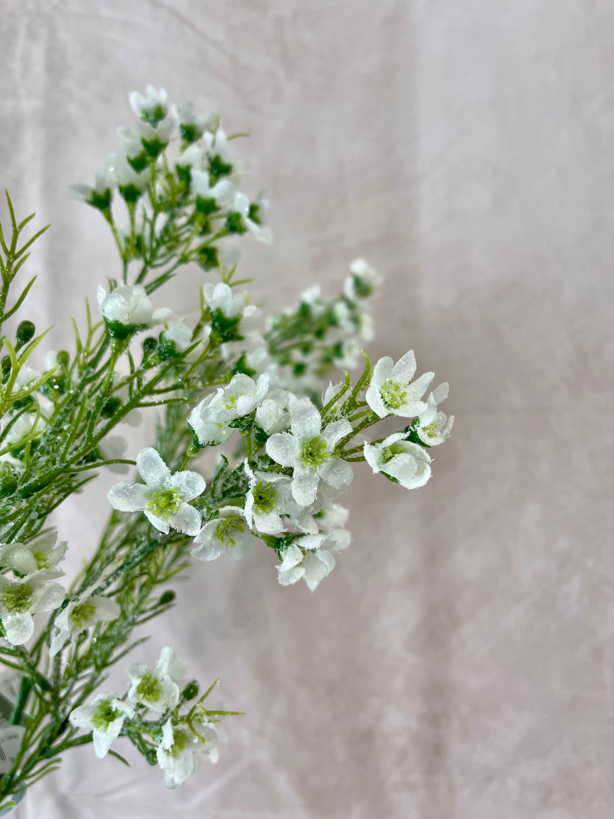 Snowed White Waxflower Spray