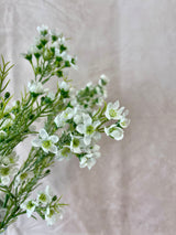 Snowed White Waxflower Spray