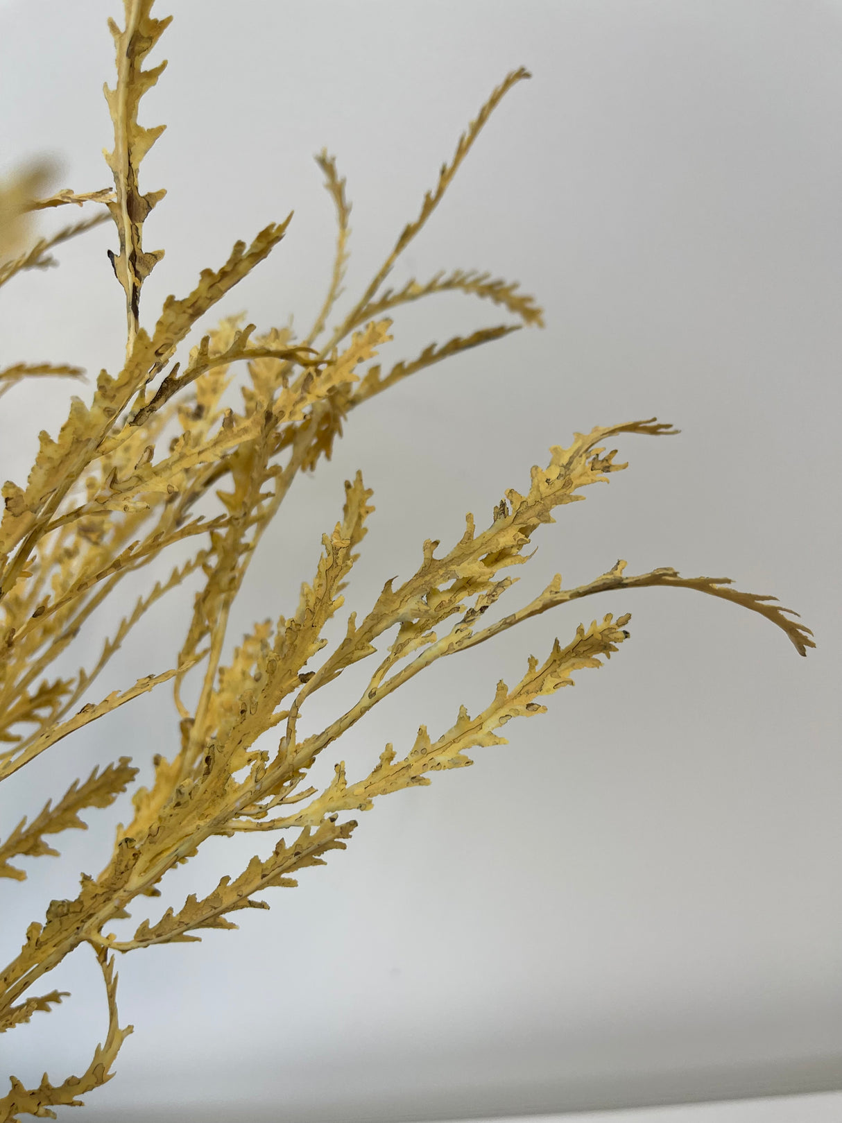 Wheat Real Touch Fern Bush