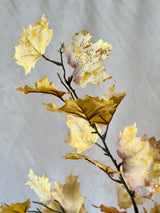 Northern Vermont Maple Spray