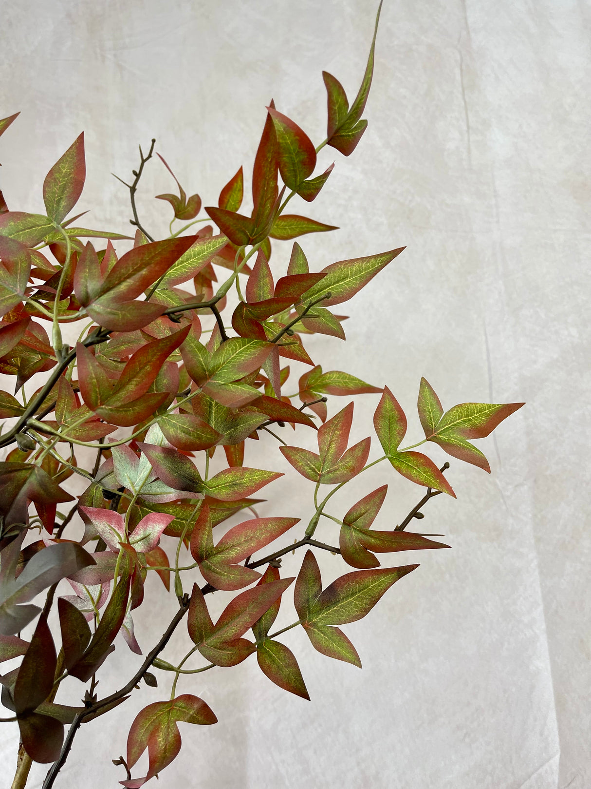 Green Brown Nandina Stem