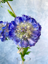 Stowe Real Touch Scabiosa Spray