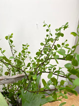 20" Green Thumb Centerpiece