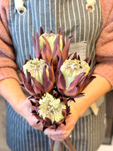 Mauve Protea Stem