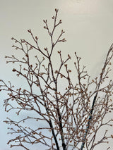 Iced Twig Branch