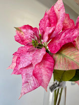 Prettiy In Pink Poinsettia Spray