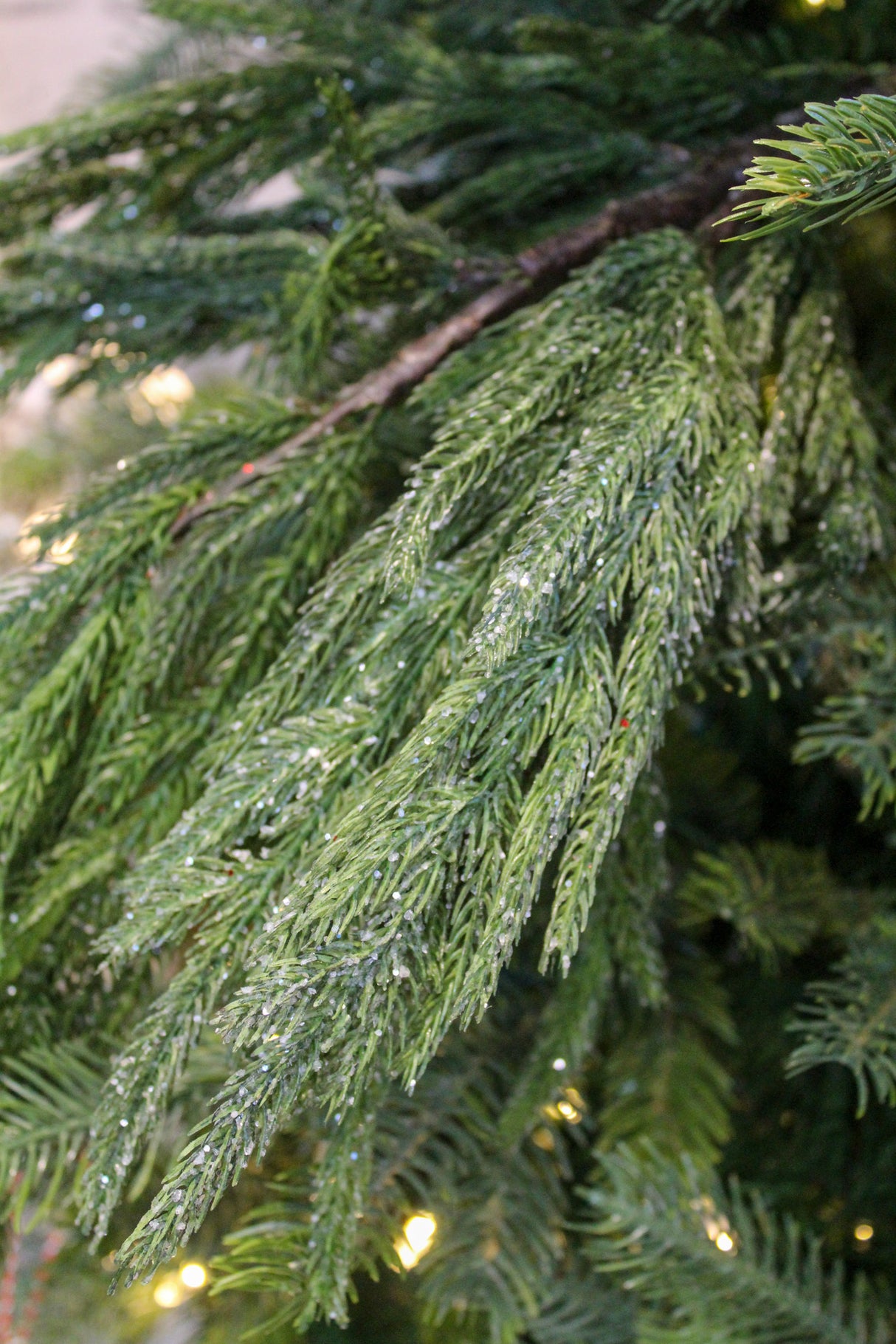 Iced Garden Norfolk Pine Branch