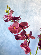 Plum Phalaenopsis Orchid Spray