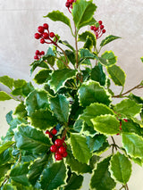 Holly Berry Bush