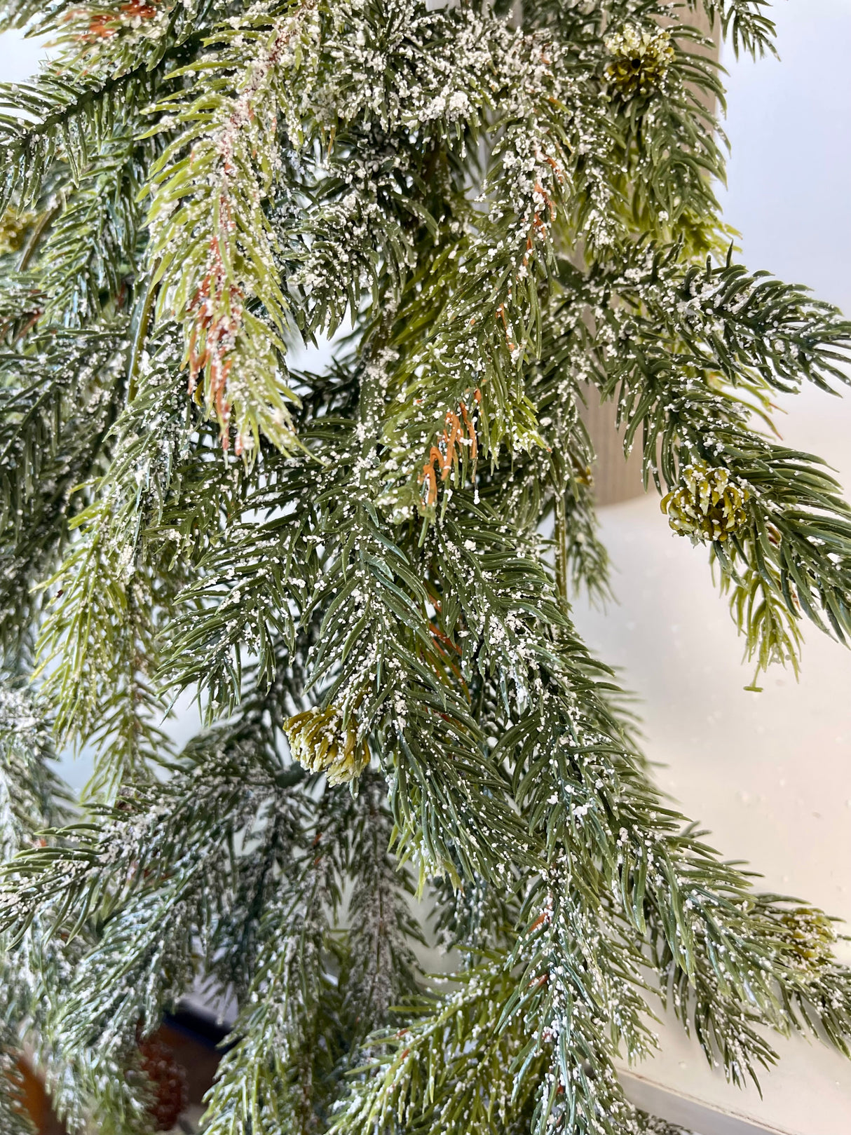 Frosted White Spruce