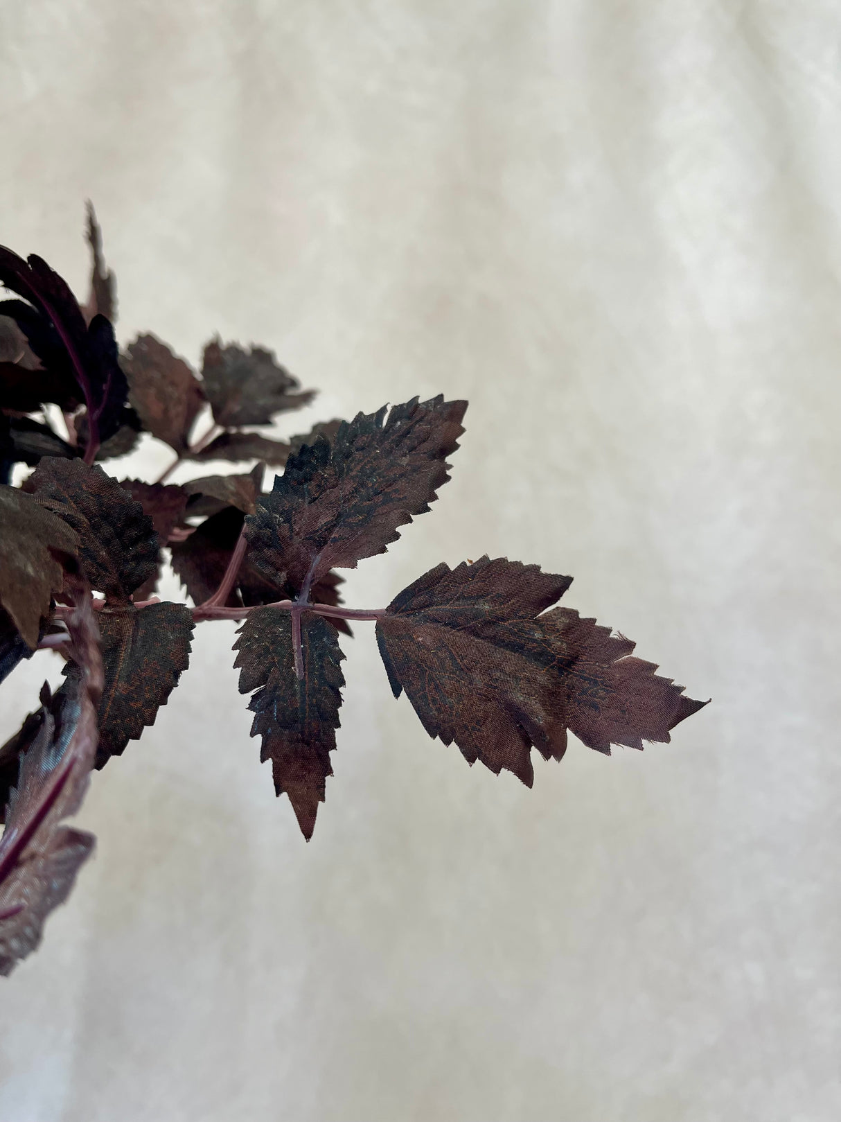 Cimicifuga Ramosa Leaf Spray