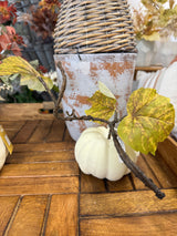 Still Growing Pumpkin Vine Stem