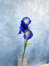 Dutch Iris Stem